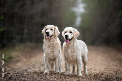two golden retriever dogs standing in the forest together