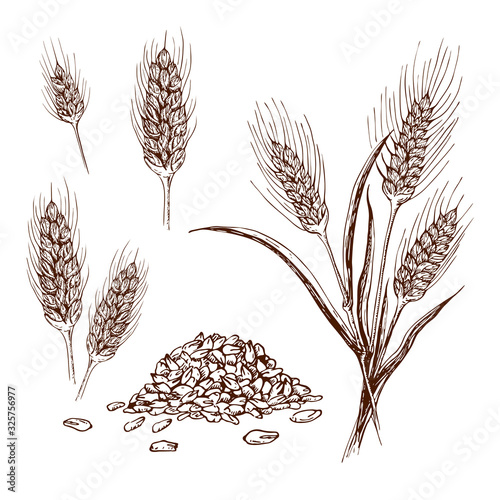 Wallpaper Mural hand drawn wheat or barley isolated on white background