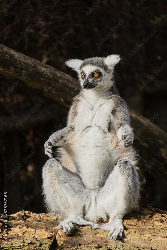 The ring-tailed lemur is sitting on a wooden beam and basking in the sun. (Lemur catta)