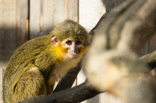 View of a monkey sitting among the branches. The Angolan talapoin (Miopithecus talapoin), also known as the southern talapoin, is a species of primate in the family Cercopithecidae.