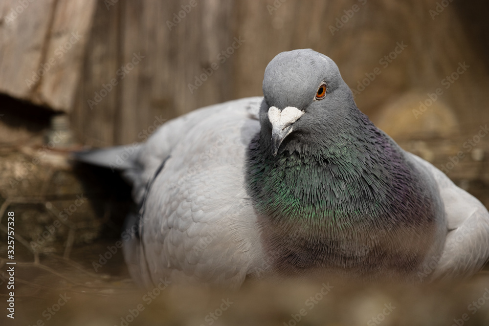 Fototapeta premium View of a seated pigeon.The domestic pigeon (Columba livia domestica) is a pigeon subspecies that was derived from the rock dove (also called the rock pigeon)