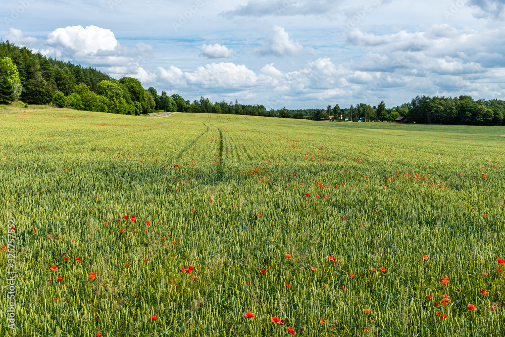 Field of cereal and orange colored poppy flowers