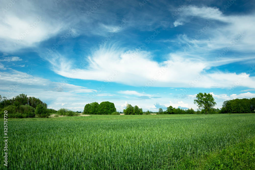 Field with green grain and white clouds on the sky Stock Photo | Adobe ...