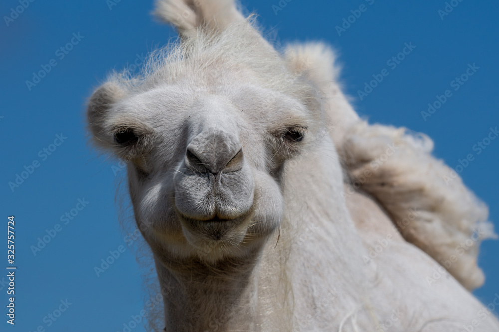 Fototapeta premium Low angle front portrait of a female white camel