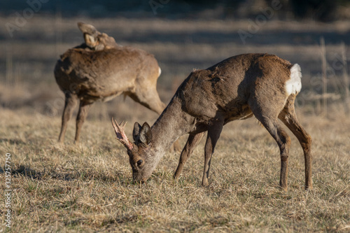 Male roe deer grazing in a field in spring sunlight