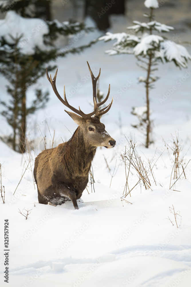 Obraz Massive red deer, cervus elaphus, walking with struggles in the wintry forest. Hungry animal alone in the nature. Adult stag looking for food in winter. Concept of survival and endurance.