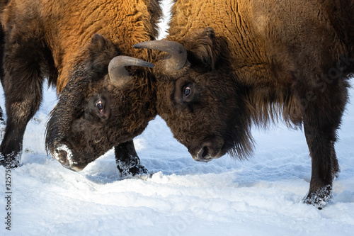 Strong wood bisons, bison bonasus, fighting on snow and pushing against each other with horns in a close-up shot. Wild mammal with long brown fur and massive bodies struggling. photo