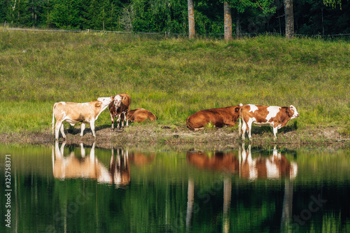 Cows grazing by a lake in sunlight