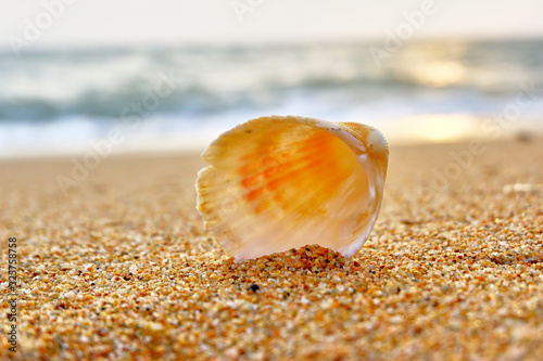 Seashells on the seashore © nekrasov50