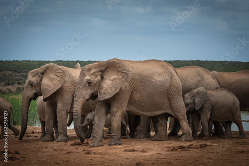 Herd of elephants moving away from the waterhole