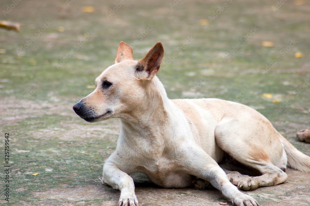 Dog Dog