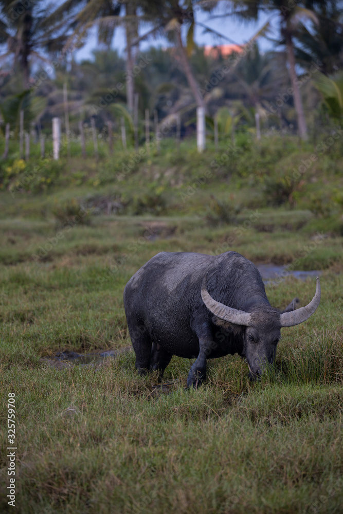 Obraz premium Buffalo bathing in a beautiful field in a countryside, located in the Sound of Vietnam.