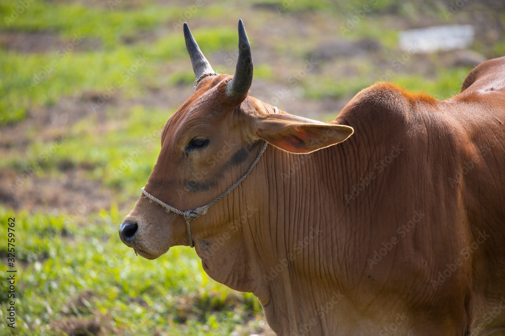 Brown Vietnamese cow looking at the camera in Tam Coc, Ninh Bin, Vietnam Brown Vietnamese cow looking at the camera in Tam Coc, Ninh Bin, Vietnam