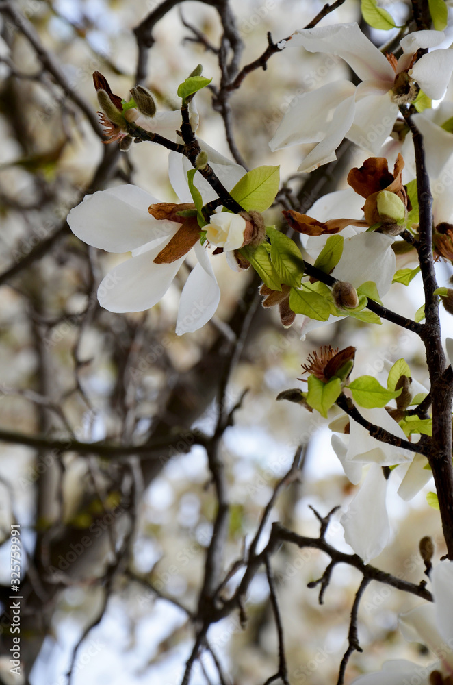 blooming tree in spring magnolia branches beautiful white flowers blooming tree in spring magnolia branches beautiful white flowers