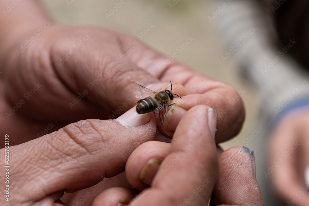 Bee in hand