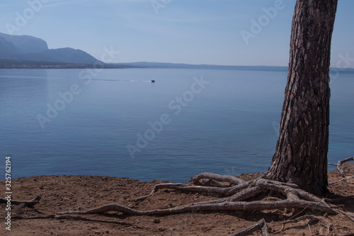 Raices y pino mediterraneo con el mar y la bahia de Mallorca © adradaguajardo