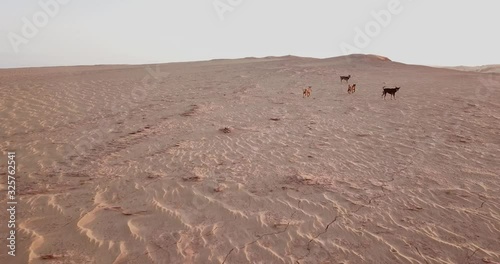 Pack of stray dogs running in a desert during a sunset in red sand dune, Mui Ne, Vietnam photo