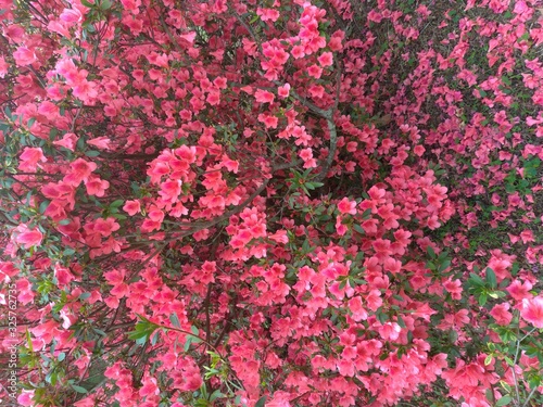 Bush of pink flowers.