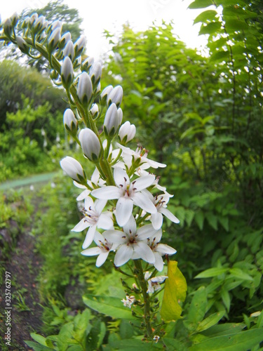 White flower of scientific name 