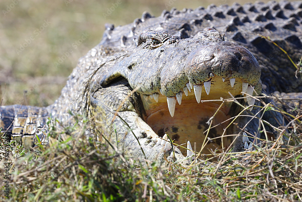 Fototapeta premium Crocodile near the shore