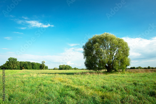 Large willow tree growing on a green meadow and blue sky  Nowiny  Poland