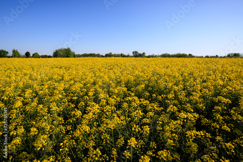 campo di colza fiorito