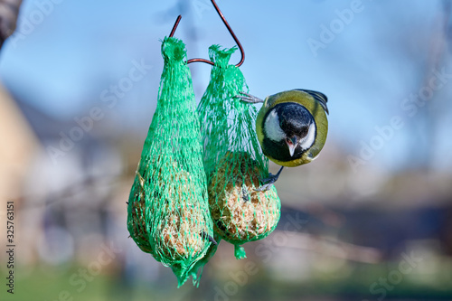 Great tit photo