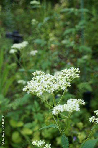 Patrinia scabiosifolia flower in botanical garden photo