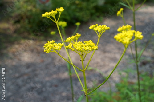 Patrinia scabiosifolia flower in botanical garden photo