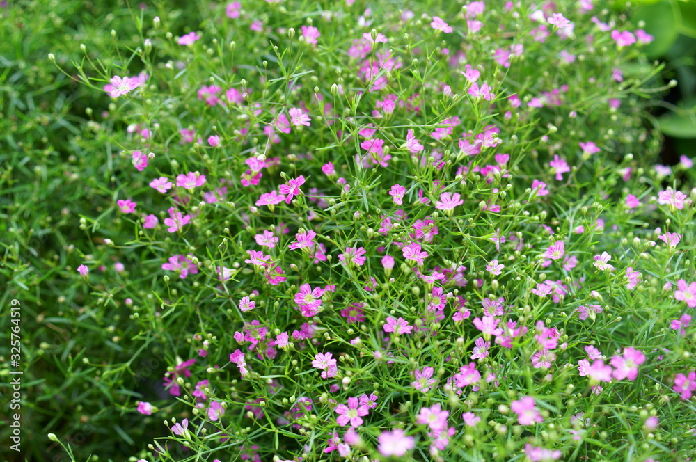 Small flower of pink Gypsophila elegans Small flower of pink Gypsophila elegans