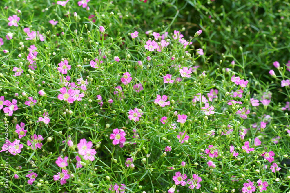 Small flower of pink Gypsophila elegans