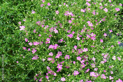 Small flower of pink Gypsophila elegans