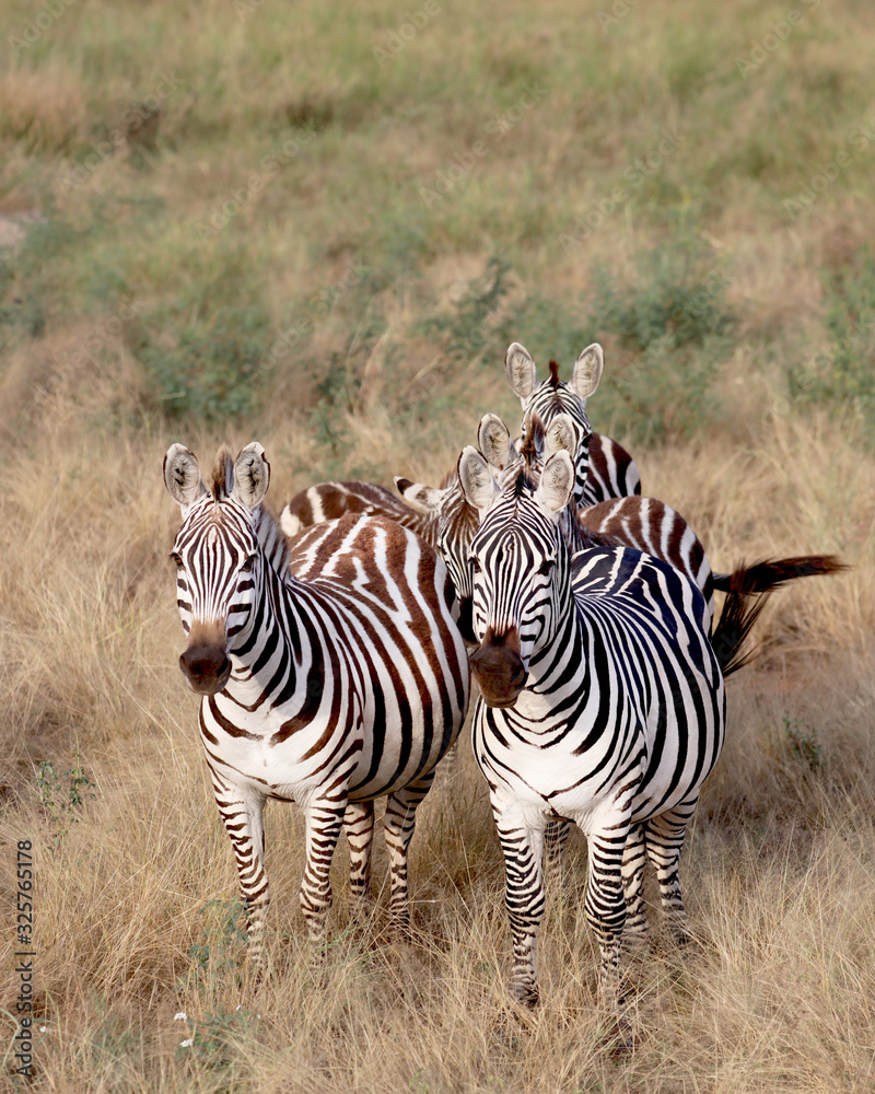 Obraz premium Zebras walking towards our safari truck