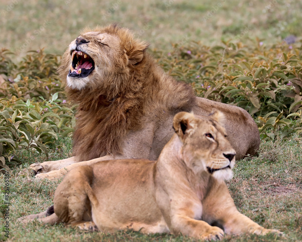 Naklejka premium I'm happy! A lion and lioness