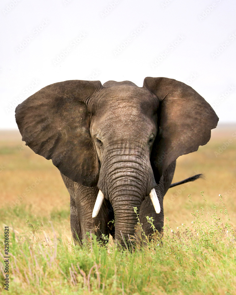 Elephant in Africa