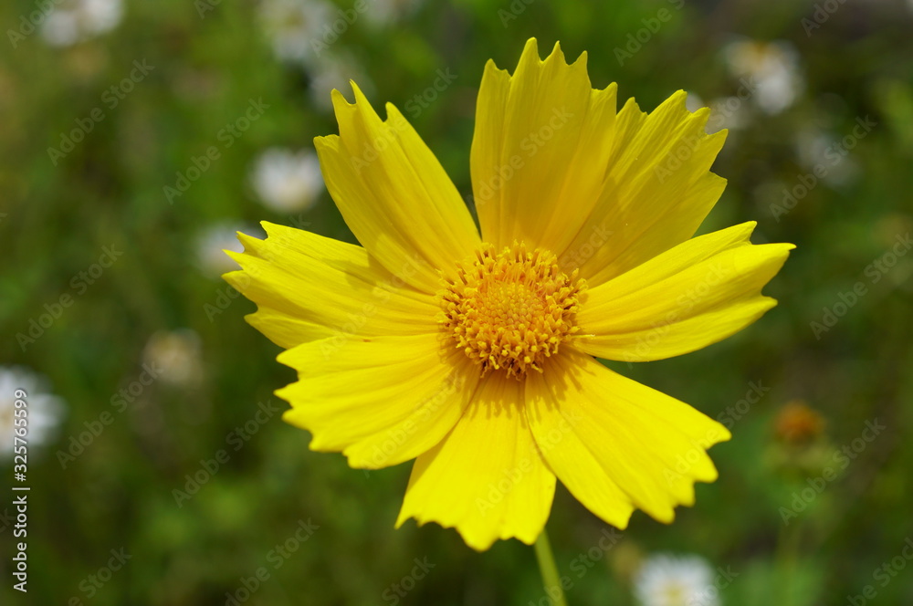 Fototapeta premium Cosmos flowers bloom in autumn