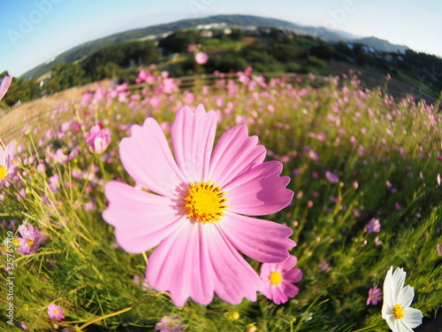 Cosmos flowers bloom in autumn photo