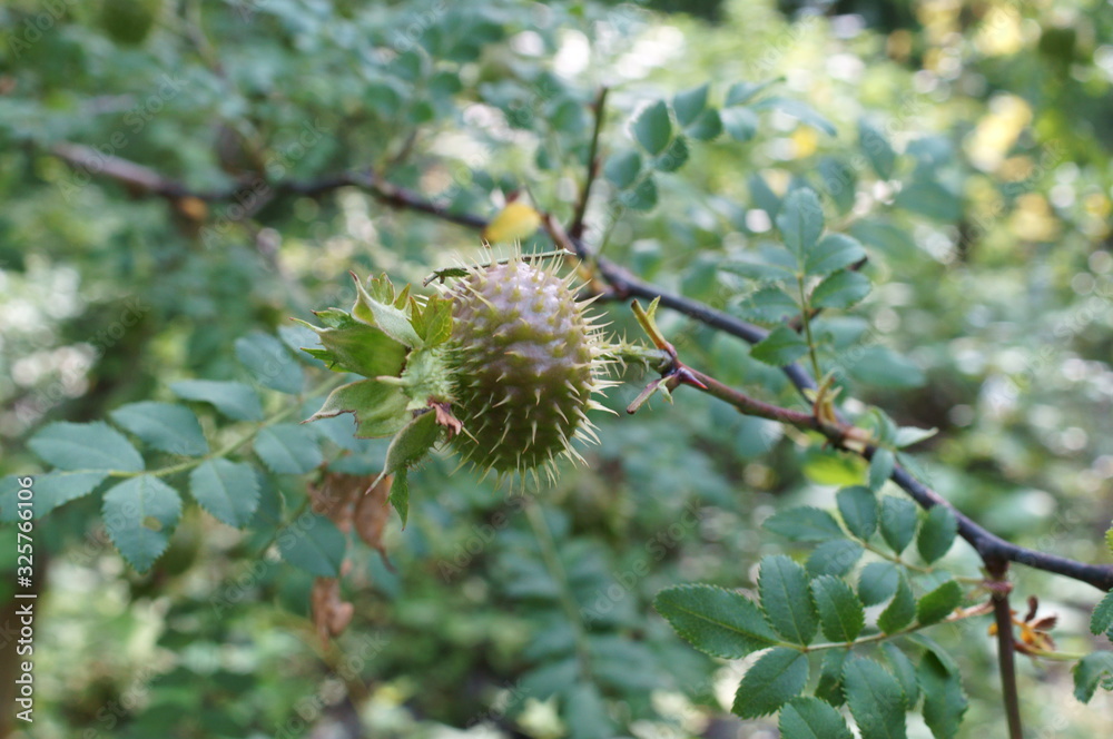 Rosa hirtula, an endemic plant in Japan Rosa hirtula, an endemic plant in Japan