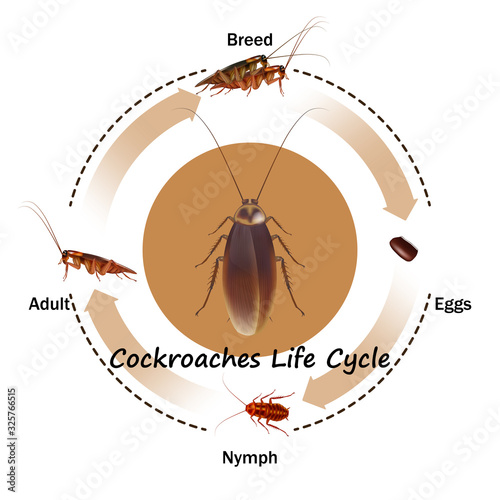 Cockroaches Life Cycle object vector on white background.Isolated.for graphic design,education,science,agriculture and artwork.