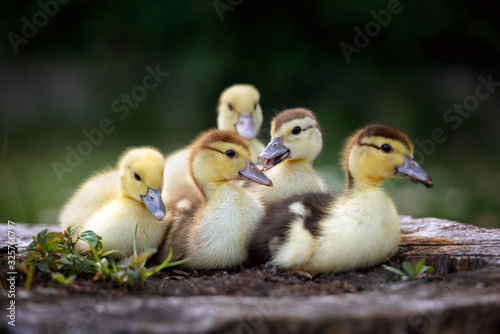 Billede på lærred group of ducklings posing outdoors