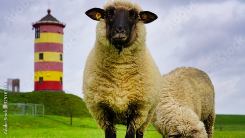 Foto Ein Schaf am Deich von Pilsum
