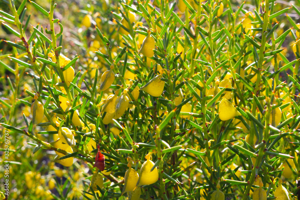 Floral pattern of yellow bitter-pea flower buds and acerous leaves (Daviesia angulata) native to Australia Floral pattern of yellow bitter-pea flower buds and acerous leaves (Daviesia angulata) native to Australia