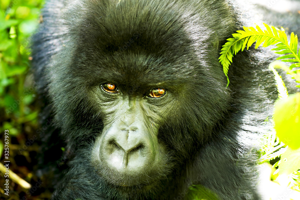 Look at those eyes! Mountain gorilla
