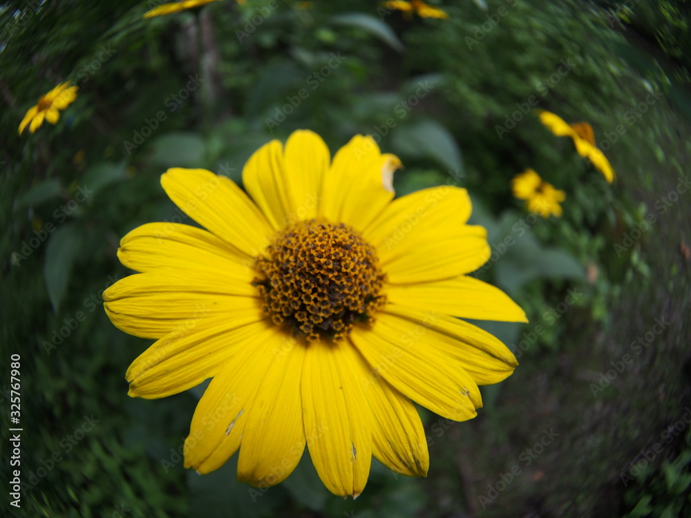 Fototapeta premium Gerbera flower blooming in the garden
