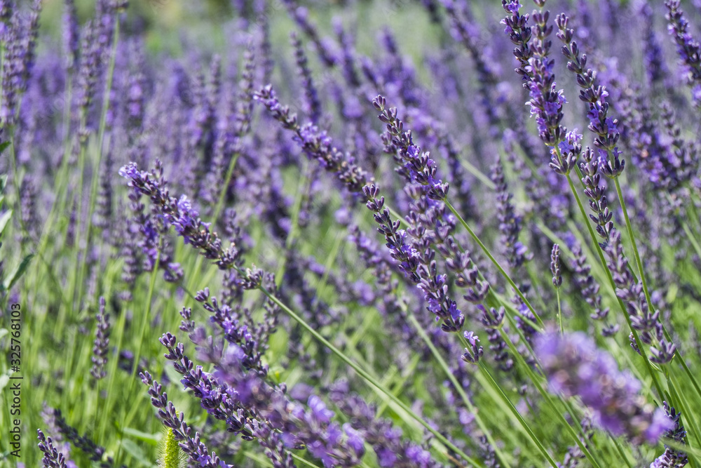 Obraz premium Infinite lavender fields, with purple and violet flowers. Closeup