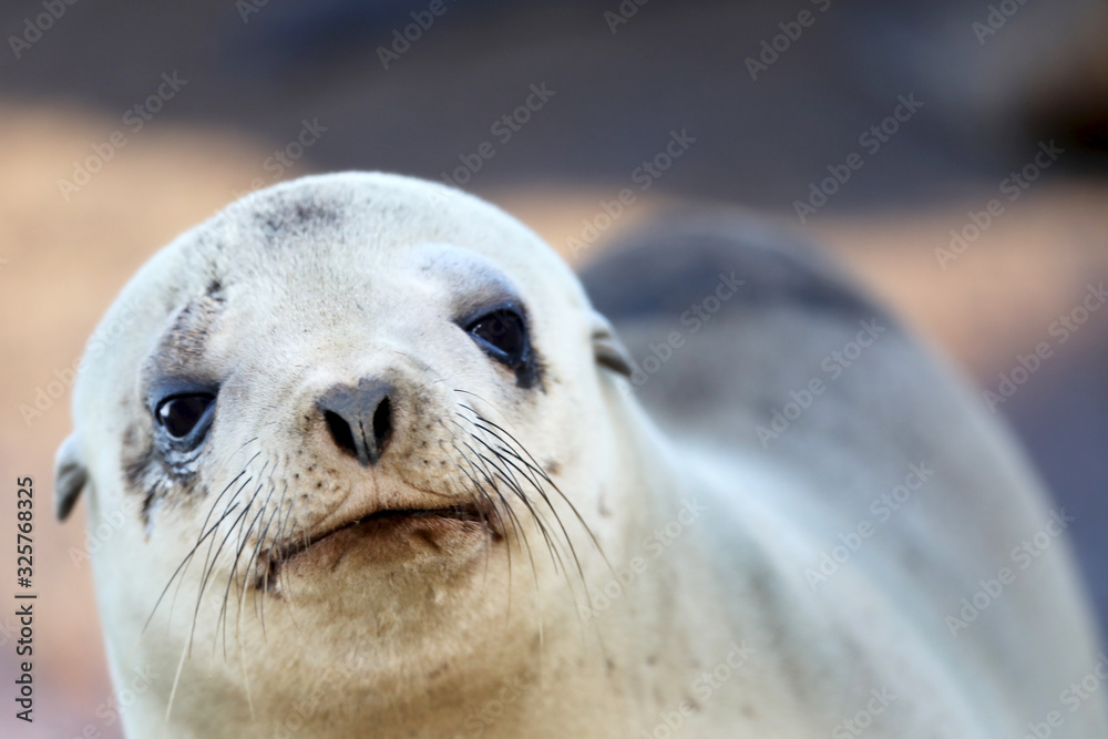 Naklejka premium Sea lion up-close and personal!