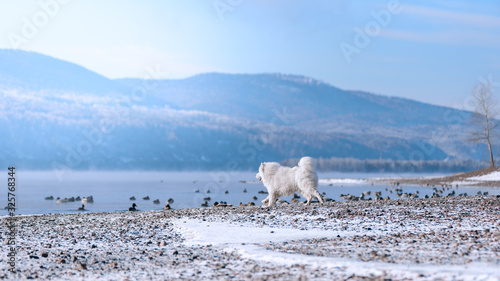 A Samoyed dog on the Bank of the Siberian river hunts ducks in winter. Beautiful scenery.