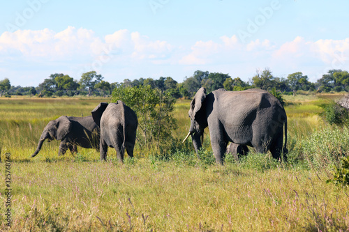 Elephants walking in a meadow