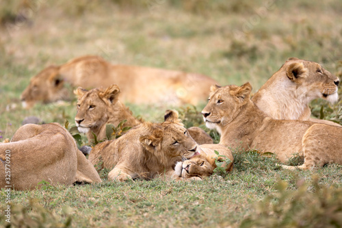 African pride lions