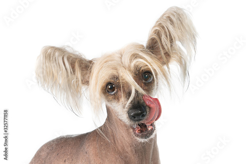 Portrait of a Chinese crested dog with tongue sticking out against a white background